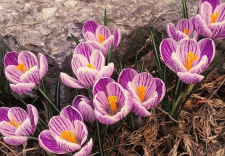 Primroses - ground, flowers, primroses, violet, field, lily, leaves