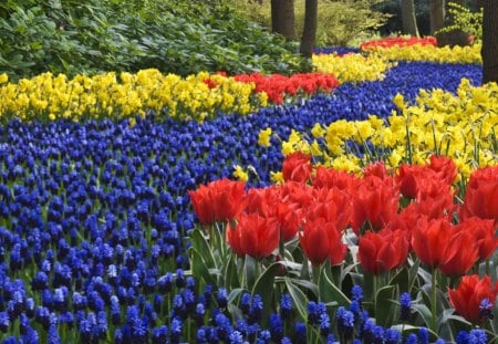 River of Flowers - keukenhof, tulips, hyacinths, park, netherlands