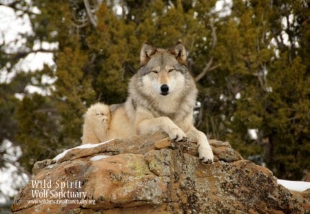 It's Alpha - nature, resting, predator, wolf, wolfpark, wolves