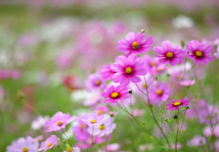 Sweet In Pink - flowers, nice, pink, sweet