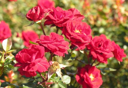 ReD RoSes - fresh, red, cut, roses