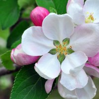 Magnolia's Flowers