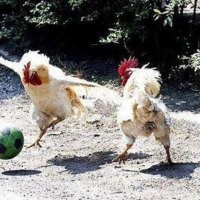 Chickens Playing Football