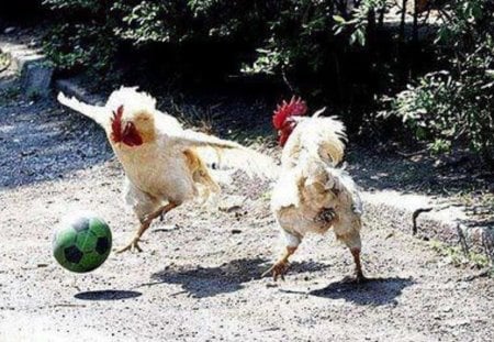 Chickens Playing Football - chickens, animals, playing, birds