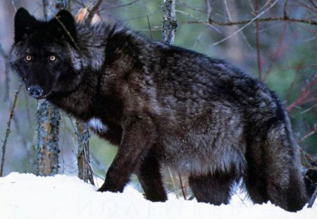 handsome wolf - wolf, handsome, male, snow, black