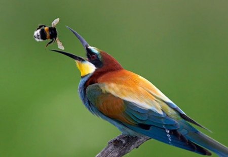 Bee Eater - bee, animals, birds, eater