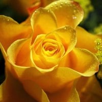 Yellow Rose with Waterdrops