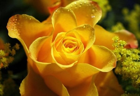 Yellow Rose with Waterdrops - nature, waterdrops, yellow, macro, flowers, rose