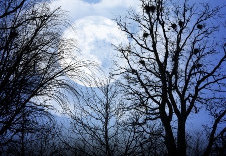 Moon - moon, mesec, trees, forest