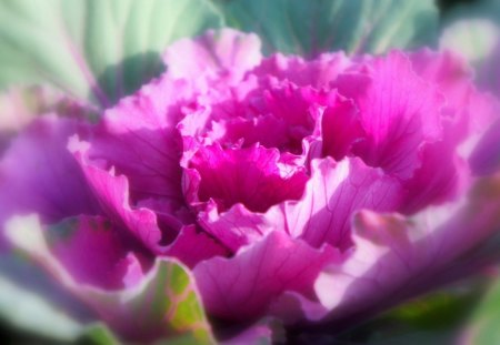 Pink petals - flower, petals, pink, nature