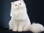 *** Beautiful white cat ***