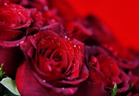 The beauty of rose - flowers, red, roses, petals