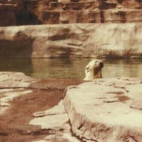 Polar bear at the Detroit Zoo