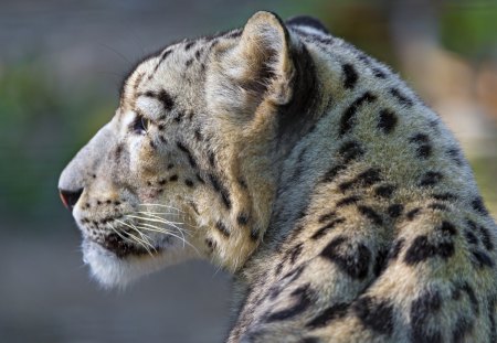 *** Snow leopard *** - leopard, cats, animal, animals, waild, snow