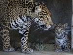 *** Beautiful leopards ***