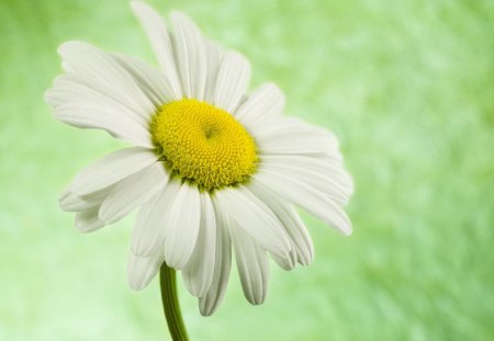 Lovely flower - lovely, white, flower, petals