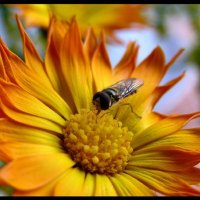 Fly On Flower