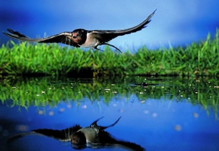 Swallow - nature, lake, swallow, bird