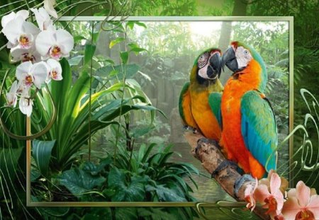 Parrots - nature, forest, parrots, birds