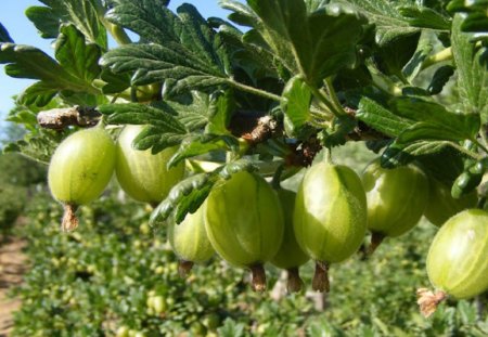 Gooseberries - gooseberries, tree, gooseberry, fruit