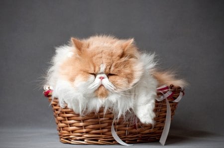 Cat - pretty, cat face, sleepy, paws, kitten, cats, face, sleeping, hat, beautiful, beauty, lovely, sweet, cat, cute, animals, kitty