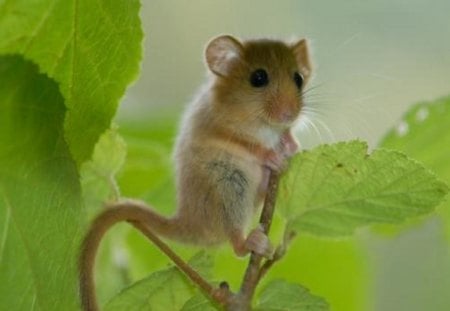 Sweet Hamster - animal, nature, hamster, rat