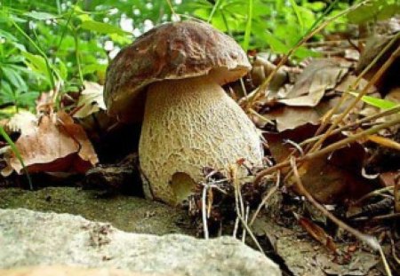 Mushroom - nature, wood, mushroom, forest