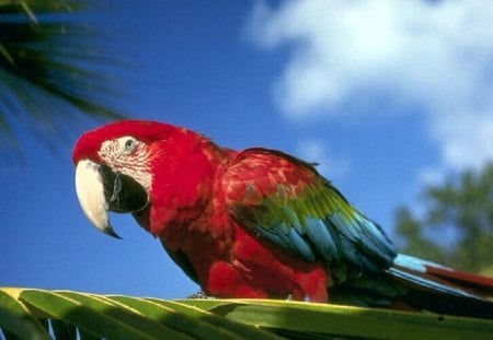 Parrot - Animal, Bird, Nature, Parrot