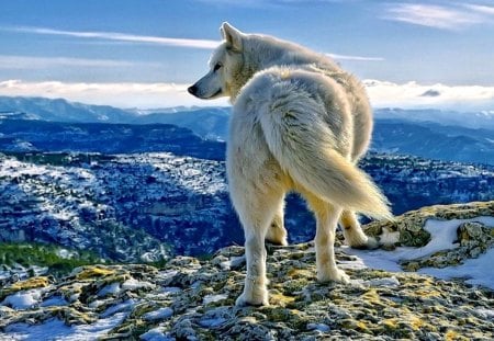 WHITE WOLF - white, wolf, mountains, panorama