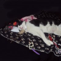 Cat-Fatso