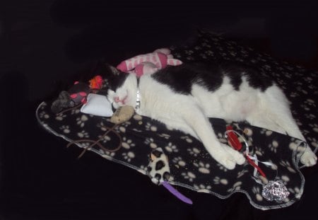 Cat-Fatso - tuxedo cat, relaxing, black and white cat, tuxedo, cats, paws, sleeping, cat