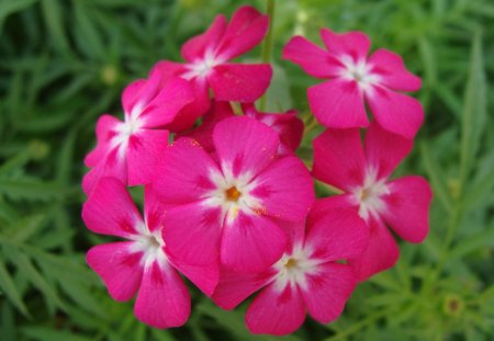 Beauty Around Me, flowers - flowers, pink, nature, cute