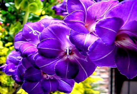 PURPLE SPRING - gladiolus, flowers, lilac, spring