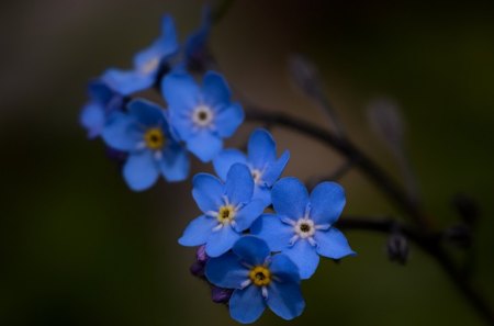 Myosotis alpestris - flower, alpestris, myosotis, forget me not, blue