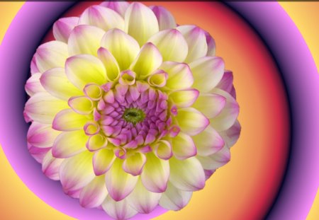 Flower Spiral Gradient Bg