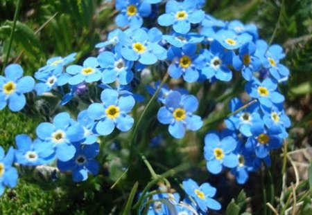 Myosotis alpestris - flowers, forget me not, blue, myosotis alpestris