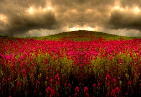 FLOWER FIELD - sky, field, flowers, dark