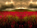 FLOWER FIELD