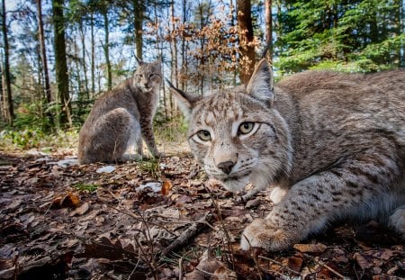 *** Lynx *** - cats, animal, lynx, animals, waild