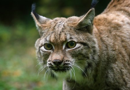 *** Lynx *** - cat, waild, animals, animal, lynx