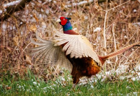 *** Pheasant *** - bird, birds, animal, pheasant, animals