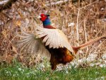 *** Pheasant ***