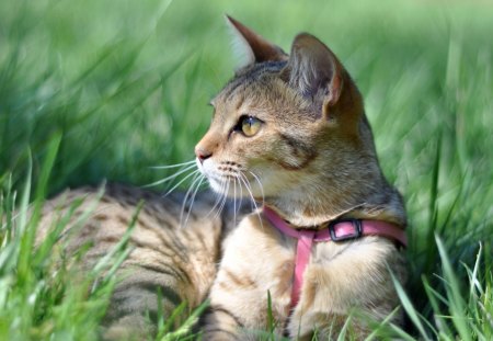 *** Grey cat *** - cats, animal, animals, cat, grey, grass