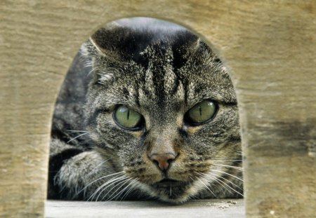 Waiting... - waiting, animal, funny, green eyes, cat