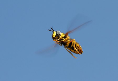 *** Bee *** - animal, bugs, bee, animals