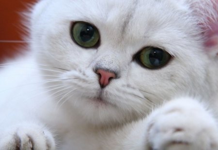 Green eyes cutie - white, animal, kitten, cute, green eyes, pink, cat