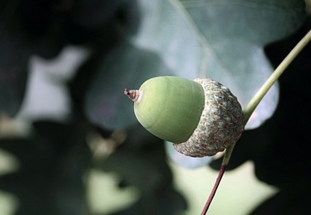 Green acorn - nature, acorn, green, leaf, fruit