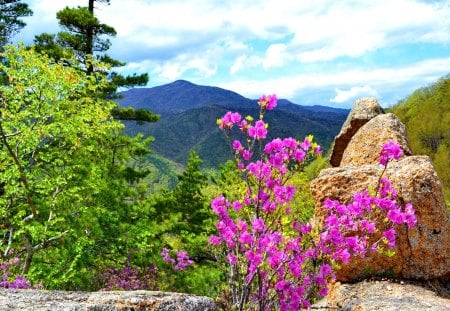 Mountain beauty - beauty, nice, freshness, trees, greenery, spring, rocks, view, blossoms, pretty, blooming, fresh, mountain, summer, lovely, nature, beautiful, pink, stones, flowers