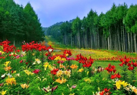 Summer flowers - pretty, summer, meadow, forest, flowers, red, field, nice, woods, greenery, carpet, trees, beautiful, lovely, colorful, nature, green