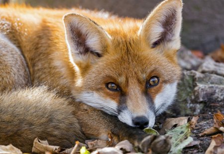 *** Red fox *** - animal, fox, red, waild, animals